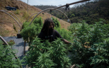 Au Brésil, le cannabis médical en version artisanale