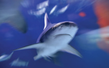 Plus de 3.000 ailerons de requins saisis en Colombie