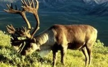 La banquise fond, la population de rennes du Groenland aussi