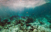 En Floride, un laboratoire tente de sauver les coraux d'une mystérieuse maladie