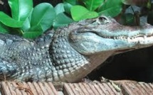 Un caïman à lunettes à la maison