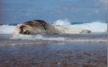 Appel à témoignage sur les échouages de baleines