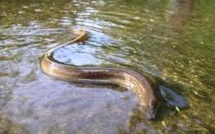 Quand les pêcheurs néerlandais viennent à la rescousse des anguilles