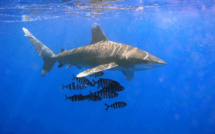 Attaque de requin à Moorea : Sursis requis contre la monitrice