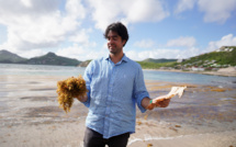 De l'algue au papier, il n'y a qu'une pâte