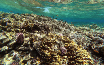 En Egypte, les coraux perdent leurs couleurs et le monde une protection