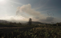 La banane, richesse de La Palma, menacée par le volcan et le manque d'eau