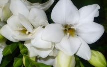 Drames sur les routes: une marche blanche pour dire "Stop au massacre"