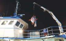 ​La pêche moins bonne en 2020