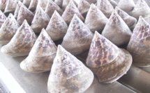 Pêche aux trocas: 50 tonnes pour les familles de To’ahotu