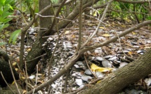 ​Sur la piste des nacres stockées à terre