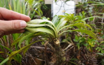 La tiare ‘Apetahi une nouvelle fois victime des hommes : une plainte déposée contre X