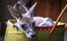 Australie: deux adolescents inculpés pour la mort de 14 kangourous