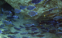 Macron fait de l'exploration des grands fonds marins une priorité de France 2030