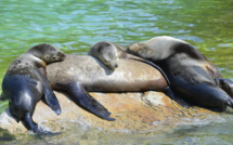 Mexique: une colonie d'otaries en rébellion contre leur extinction