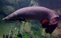 Un poisson amazonien doté d'un blindage anti-piranha unique dans la nature