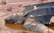 Salvador: 114 tortues marines découvertes mortes en moins de trois semaines