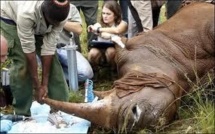 Contre le braconnage, le Kenya va implanter des puces électroniques sur les rhinocéros