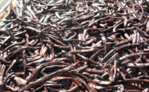 Le gouvernement veut tripler la production de vanille de Tahiti en deux ans