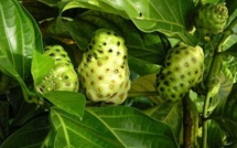 Le noni : un miracle économique encore à confirmer