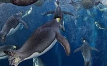 Aires maritimes protégées en Antarctique : cinq pays défendent à nouveau leurs projets