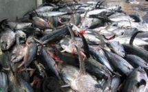 Pêcheries dans le Pacifique : des scientifiques s’en prennent à la commission thonière