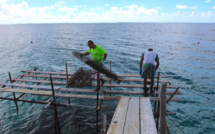 Nouvelles règles dans la perliculture