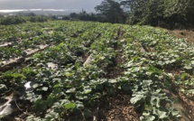 Le calme retrouvé dans les fa'a'apu de la Presqu'île