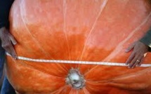 Une citrouille record de 922 kilos à New York pour Halloween