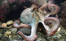 Depuis le printemps, une "explosion" de poulpes au large de La Rochelle