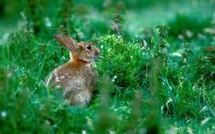 Une petite île écossaise va abattre des milliers de lapins