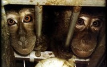 Appel pour qu'Air France cesse le transport de singes vers les laboratoires, la compagnie affirme être en règle