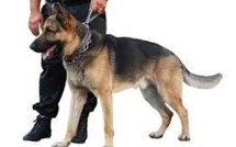 La douane saisit plus de 9 kilos de cannabis