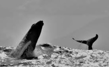 Une réunion cruciale en Australie pour instaurer des sanctuaires marins en Antarctique