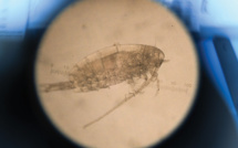 Le plancton, petite créature océanique à l'impact colossal