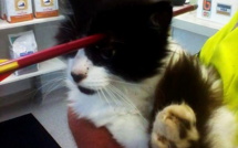 Moo-Moo, le chat miraculé émeut la Nouvelle-Zélande