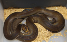 Antilles: démantèlement d'un trafic de reptiles