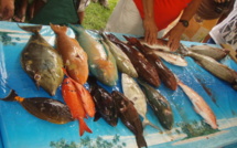 Pêche sous-marine : Montagnon et Nehemia dominent le Championnat de Polynésie