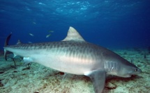 Les requins en Polynésie: ‘la législation est inadaptée aux enjeux’ selon le scientifique Eric Clua