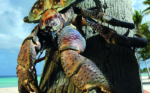 Pêche et kaveu encadrés, burgaux libérés