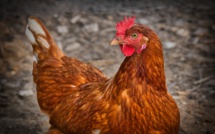 Grippe aviaire: les volailles françaises reconfinées