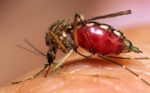 Dengue : 826 cas confirmés dont 300 pour le seul mois d’octobre