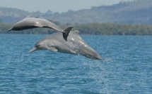 Une nouvelle espèce de dauphin à bosse découverte en Australie