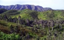 Abattage des forêts : une province salomonaise déclare la guerre aux abatteurs