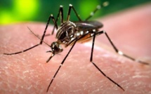Le virus Zika fait son apparition en Polynésie française : attention aux moustiques