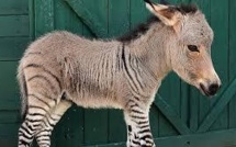 Mi-âne, mi-zèbre, le bébé "zonkey" attire les foules à Florence