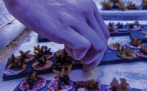 En Floride, la manipulation génétique, pari désespéré pour sauver les coraux