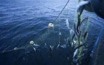 Hareng et maquereau : les Iles Féroé s'en prennent à l'UE auprès de l'OMC