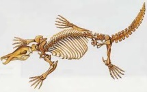 Le fossile d'un ornithorynque géant mis au jour en Australie