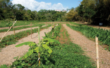 D'ici à 2080, les Antilles françaises vont connaître des sécheresses marquées
